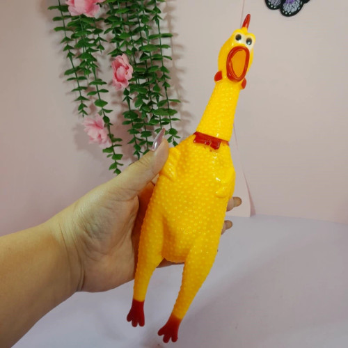 مرغ نالان سوتی جوجه بوقی