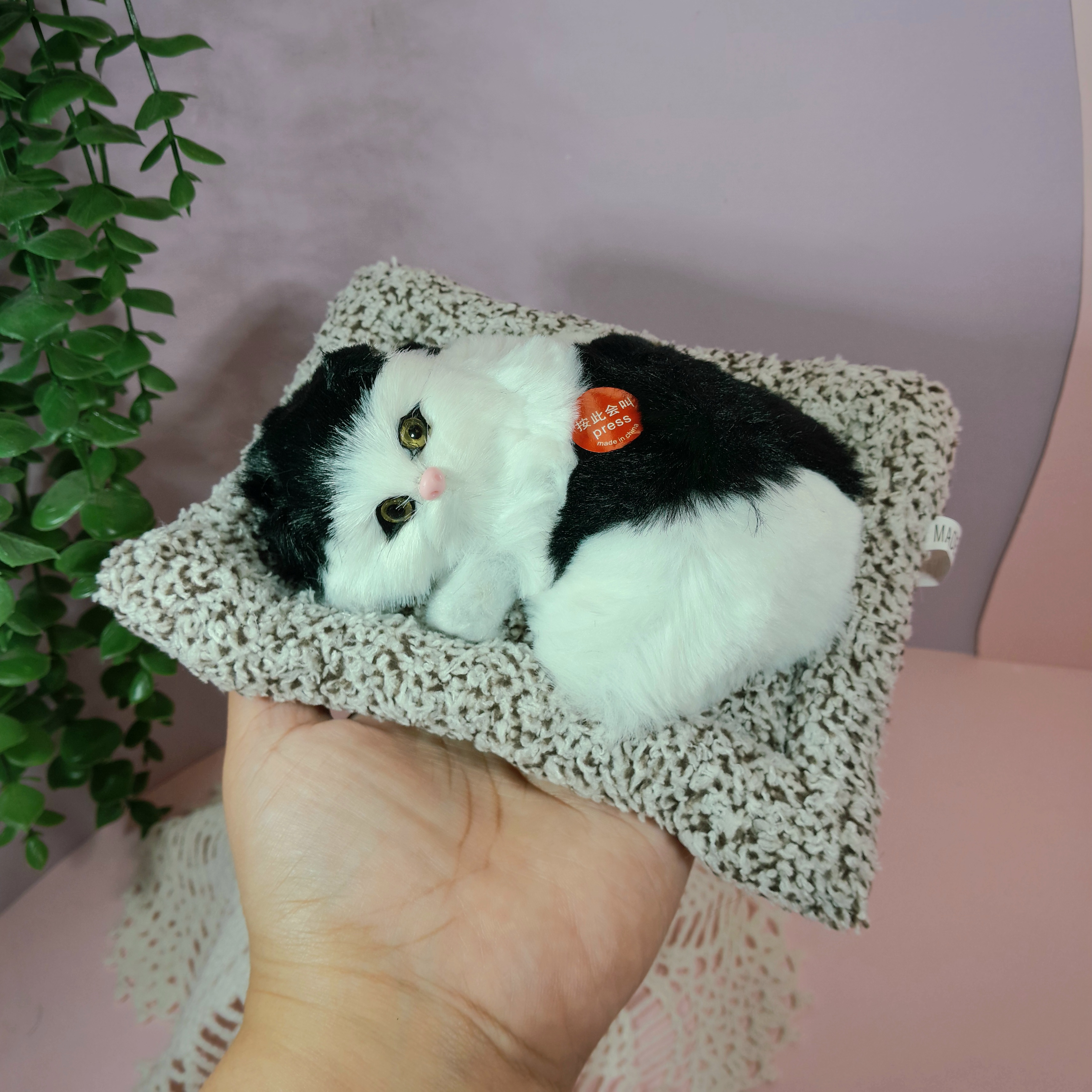 گربه صدادار خوابیده روی بالش